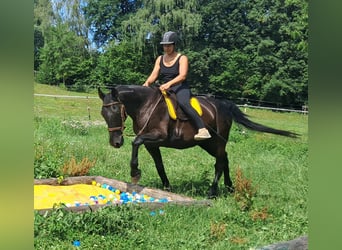 Altri cavalli a sangue caldo, Castrone, 8 Anni, 156 cm, Morello