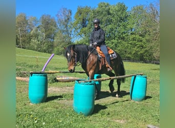 Altri cavalli a sangue caldo, Castrone, 8 Anni, 157 cm, Baio