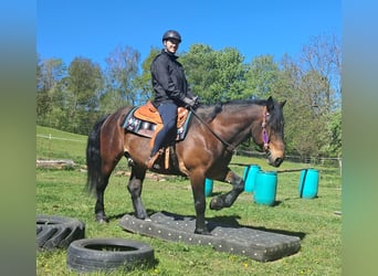 Altri cavalli a sangue caldo, Castrone, 8 Anni, 157 cm, Baio