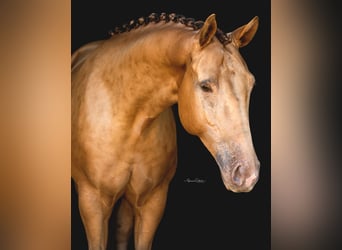 Altri cavalli a sangue caldo, Castrone, 8 Anni, 157 cm, Champagne