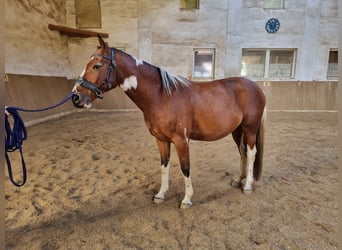 Altri cavalli a sangue caldo, Castrone, 8 Anni, 157 cm, Pezzato