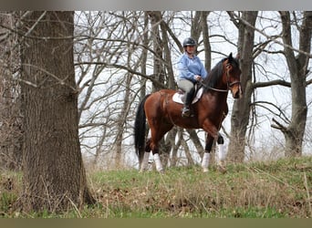 Altri cavalli a sangue caldo, Castrone, 8 Anni, 163 cm, Baio roano