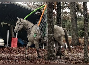 Altri cavalli a sangue caldo, Castrone, 8 Anni, 163 cm, Grigio pezzato