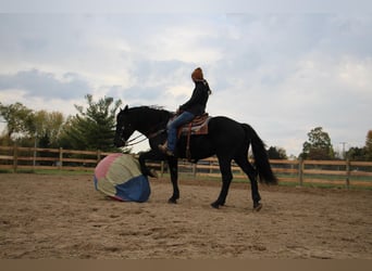 Altri cavalli a sangue caldo, Castrone, 8 Anni, 163 cm, Morello