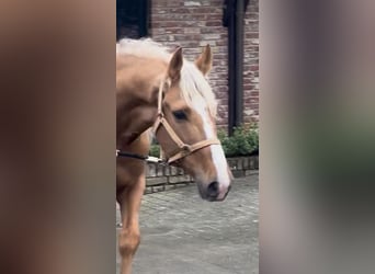 Altri cavalli a sangue caldo, Castrone, 8 Anni, 163 cm, Palomino