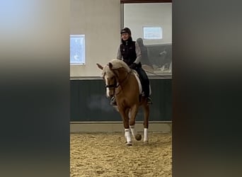 Altri cavalli a sangue caldo, Castrone, 8 Anni, 163 cm, Palomino
