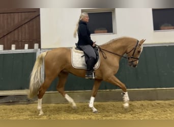 Altri cavalli a sangue caldo, Castrone, 8 Anni, 163 cm, Palomino