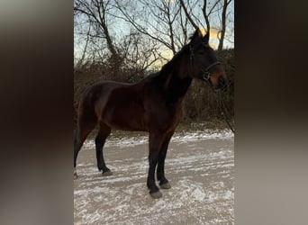 Altri cavalli a sangue caldo, Castrone, 8 Anni, 164 cm, Baio scuro