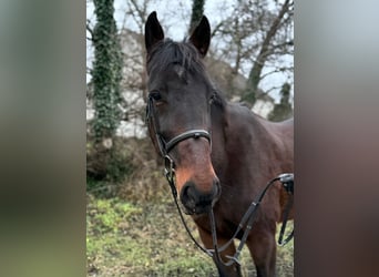 Altri cavalli a sangue caldo, Castrone, 8 Anni, 164 cm, Baio scuro