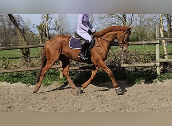 Altri cavalli a sangue caldo, Castrone, 8 Anni, 167 cm, Sauro