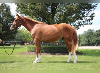 Altri cavalli a sangue caldo, Castrone, 8 Anni, 168 cm, Sauro scuro