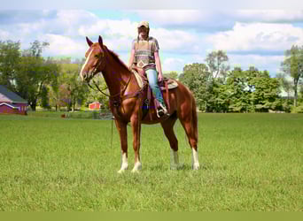 Altri cavalli a sangue caldo, Castrone, 8 Anni, 168 cm, Sauro scuro