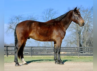 Altri cavalli a sangue caldo, Castrone, 8 Anni, 173 cm, Baio ciliegia