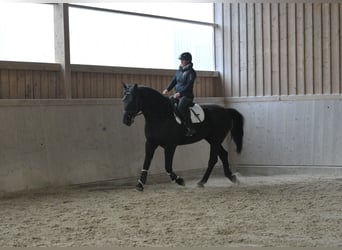 Altri cavalli a sangue caldo, Castrone, 8 Anni, 174 cm