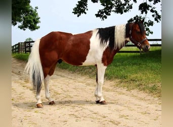 Altri cavalli a sangue caldo, Castrone, 9 Anni, 132 cm, Tobiano-tutti i colori