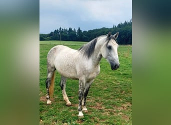 Altri cavalli a sangue caldo Mix, Castrone, 9 Anni, 155 cm, Grigio pezzato