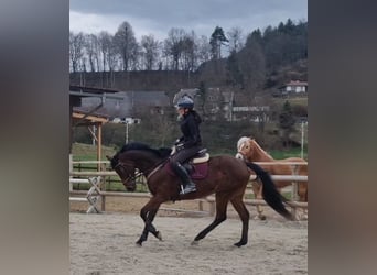 Altri cavalli a sangue caldo, Castrone, 9 Anni, 162 cm, Baio