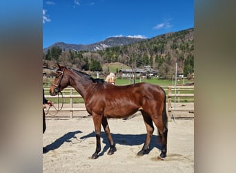 Altri cavalli a sangue caldo, Castrone, 9 Anni, 162 cm, Baio