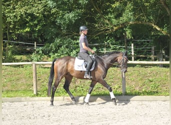 Altri cavalli a sangue caldo, Castrone, 9 Anni, 163 cm, Baio nero