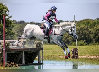Altri cavalli a sangue caldo, Castrone, 9 Anni, 163 cm, Grigio pezzato