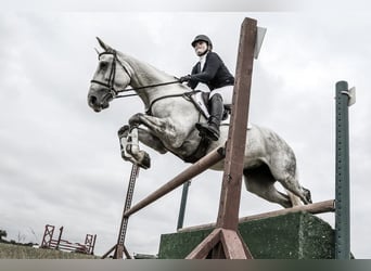 Altri cavalli a sangue caldo, Castrone, 9 Anni, 163 cm, Grigio pezzato