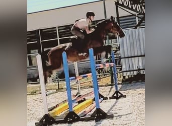 Altri cavalli a sangue caldo Mix, Castrone, 9 Anni, 165 cm, Baio