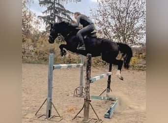 Altri cavalli a sangue caldo Mix, Castrone, 9 Anni, 165 cm, Baio
