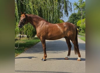 Altri cavalli a sangue caldo, Castrone, 9 Anni, 165 cm, Sauro