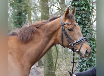 Altri cavalli a sangue caldo, Castrone, 9 Anni, 165 cm, Sauro scuro