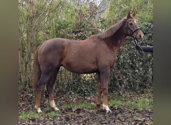 Altri cavalli a sangue caldo, Castrone, 9 Anni, 165 cm, Sauro scuro