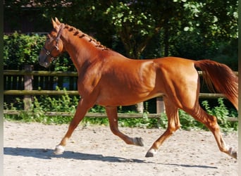 Altri cavalli a sangue caldo, Castrone, 9 Anni, 166 cm, Sauro