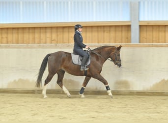 Altri cavalli a sangue caldo, Castrone, 9 Anni, 167 cm, Sauro scuro