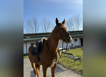 Altri cavalli a sangue caldo, Castrone, 9 Anni, 168 cm, Sauro