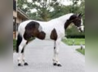 Altri cavalli a sangue caldo, Castrone, 9 Anni, 168 cm, Tobiano-tutti i colori