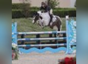 Altri cavalli a sangue caldo, Castrone, 9 Anni, 168 cm, Tobiano-tutti i colori