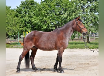 Altri cavalli a sangue caldo, Castrone, 9 Anni, 170 cm, Falbo baio