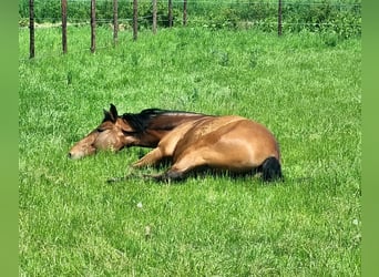 Altri cavalli a sangue caldo Mix, Castrone, 9 Anni, 172 cm, Baio