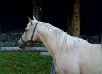 Altri cavalli a sangue caldo, Giumenta, 10 Anni, 156 cm, Palomino