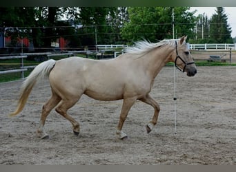 Altri cavalli a sangue caldo, Giumenta, 10 Anni, 156 cm, Palomino