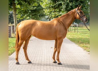 Altri cavalli a sangue caldo, Giumenta, 10 Anni, 169 cm, Sauro