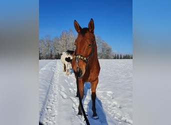 Altri cavalli a sangue caldo Mix, Giumenta, 10 Anni, 170 cm, Baio