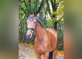Altri cavalli a sangue caldo, Giumenta, 11 Anni, 163 cm, Baio