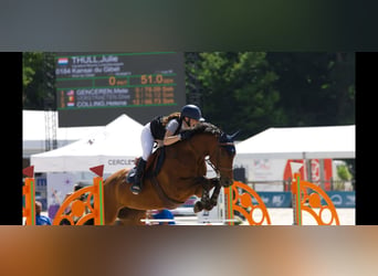Altri cavalli a sangue caldo, Giumenta, 11 Anni, 163 cm, Baio chiaro