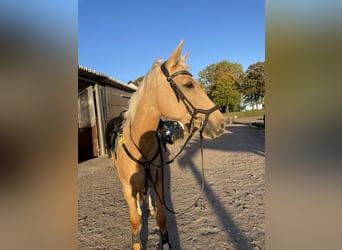 Altri cavalli a sangue caldo, Giumenta, 11 Anni, 163 cm, Palomino