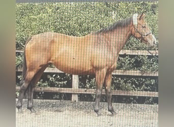 Altri cavalli a sangue caldo, Giumenta, 11 Anni, 165 cm, Baio ciliegia
