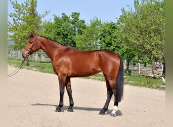 Altri cavalli a sangue caldo, Giumenta, 11 Anni, 167 cm, Baio
