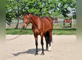 Altri cavalli a sangue caldo, Giumenta, 11 Anni, 167 cm, Baio