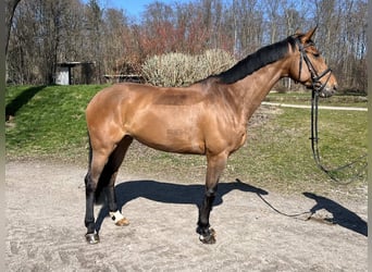 Altri cavalli a sangue caldo, Giumenta, 11 Anni, 168 cm, Baio