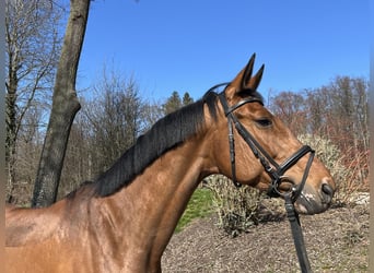 Altri cavalli a sangue caldo, Giumenta, 11 Anni, 168 cm, Baio