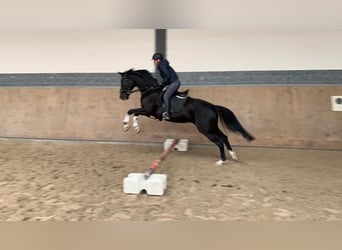 Altri cavalli a sangue caldo, Giumenta, 11 Anni, Morello